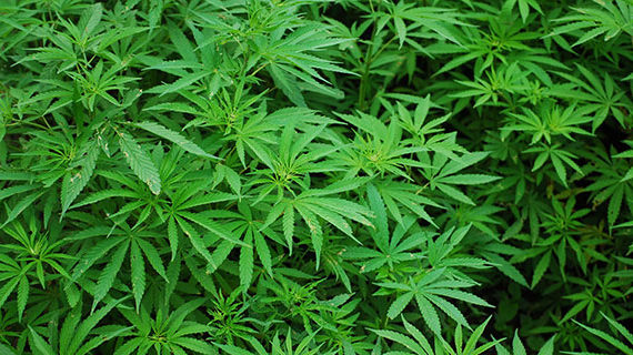 Westleaf Cannabis closes on $20 million in financing
