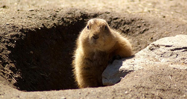 Groundhog Day, Trans Mountain pipeline style