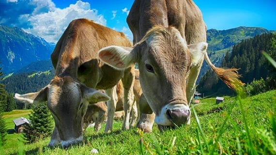 cattle farming cows agriculture Trudeau’s carbon tax short-sighted in so many ways