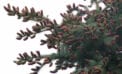 black spruce pine cones The elegant and essential cones of coniferous trees