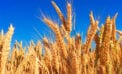 Wheat $2M boost for the development of new varieties of wheat