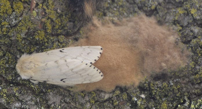 Gypsy moths have invaded North America. What can we do?