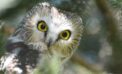 Northern saw-whet Owl nature wildlife bird Want to enjoy wildlife? Here’s how to do it safely