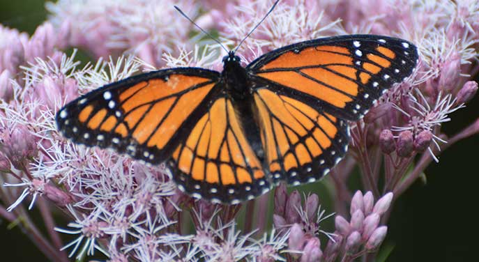 How animals use mimicry to survive and thrive