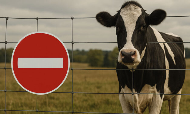 Bovaer works to cut methane emissions, but Ottawa acts like the risks to farmers don’t matter