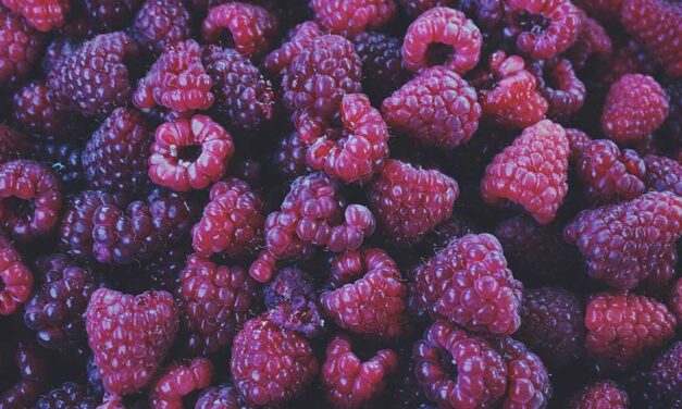 My berry picking secrets to business success