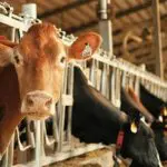 It’s time to end Canada’s protectionist supply management regime
