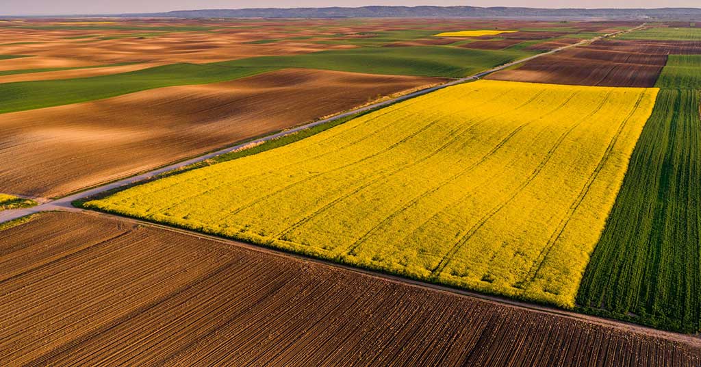 Ottawa’s EV gamble just cost canola farmers billions