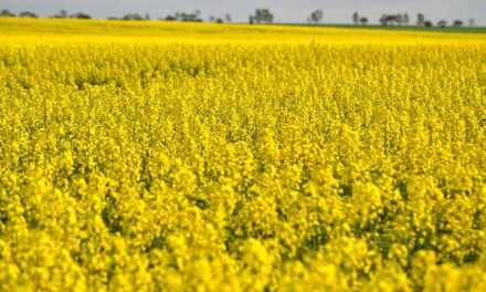 Canada holds the upper hand in any canola deal with China