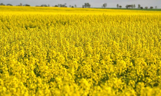 Canada holds the upper hand in any canola deal with China